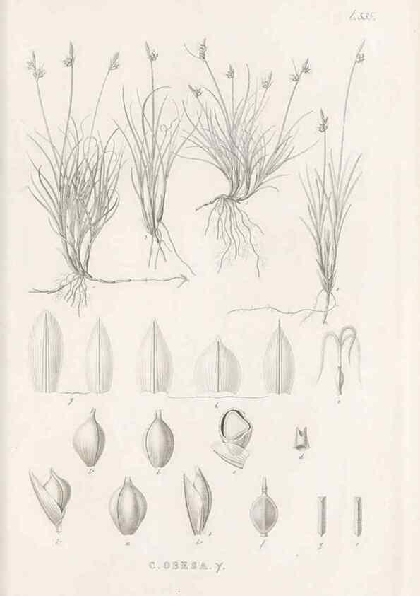 Reproducción/Reproduction 48683018763: Illustrations of the genus Carex. London :William Pamplin,1858-1867.. 