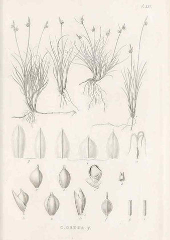 Reproducción/Reproduction 48683018763: Illustrations of the genus Carex. London :William Pamplin,1858-1867.. 