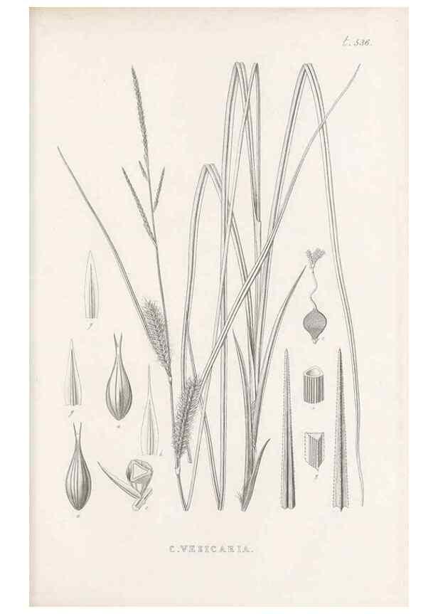 Reproducción/Reproduction 48683019038: Illustrations of the genus Carex. London :William Pamplin,1858-1867.. 