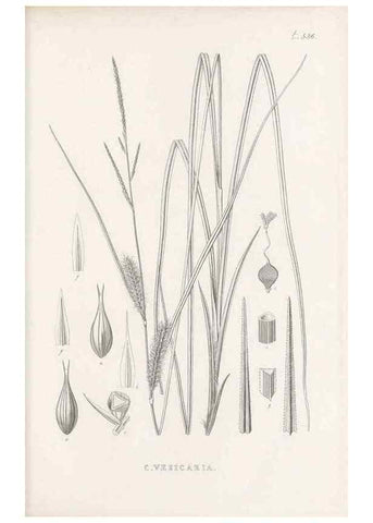 Reproducción/Reproduction 48683019038: Illustrations of the genus Carex. London :William Pamplin,1858-1867.. 