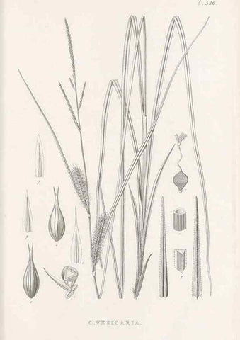 Reproducción/Reproduction 48683019038: Illustrations of the genus Carex. London :William Pamplin,1858-1867.. 