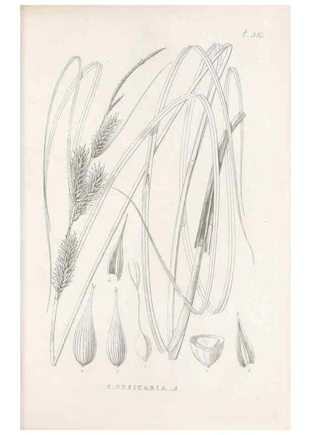 Reproducción/Reproduction 48683534612: Illustrations of the genus Carex. London :William Pamplin,1858-1867.. 