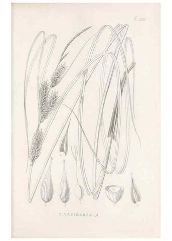 Reproducción/Reproduction 48683534612: Illustrations of the genus Carex. London :William Pamplin,1858-1867.. 