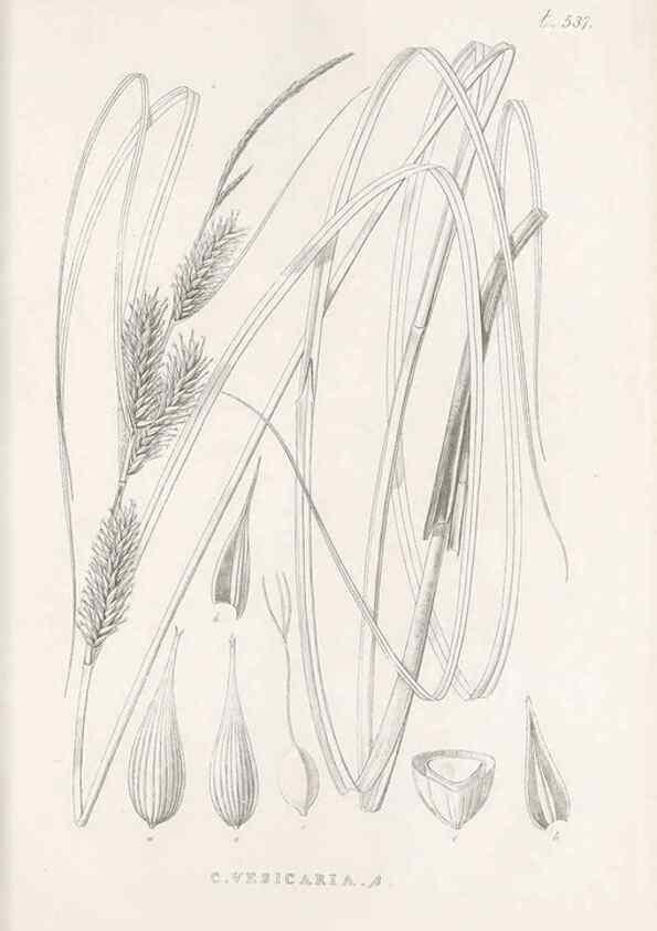 Reproducción/Reproduction 48683534612: Illustrations of the genus Carex. London :William Pamplin,1858-1867.. 