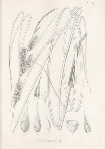 Reproducción/Reproduction 48683534612: Illustrations of the genus Carex. London :William Pamplin,1858-1867.. 