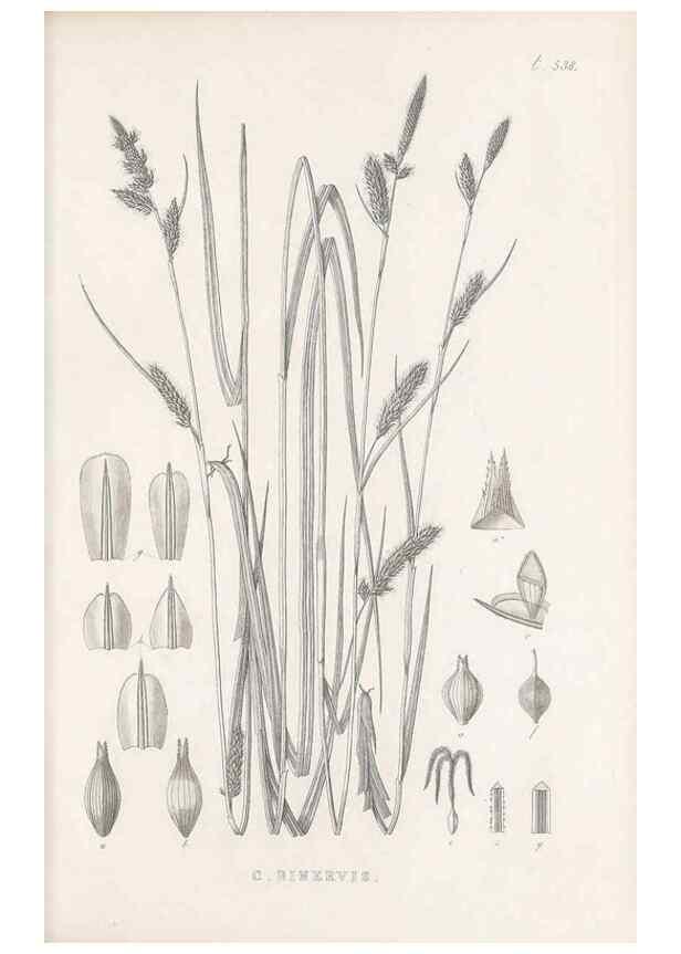 Reproducción/Reproduction 48683019838: Illustrations of the genus Carex. London :William Pamplin,1858-1867.. 