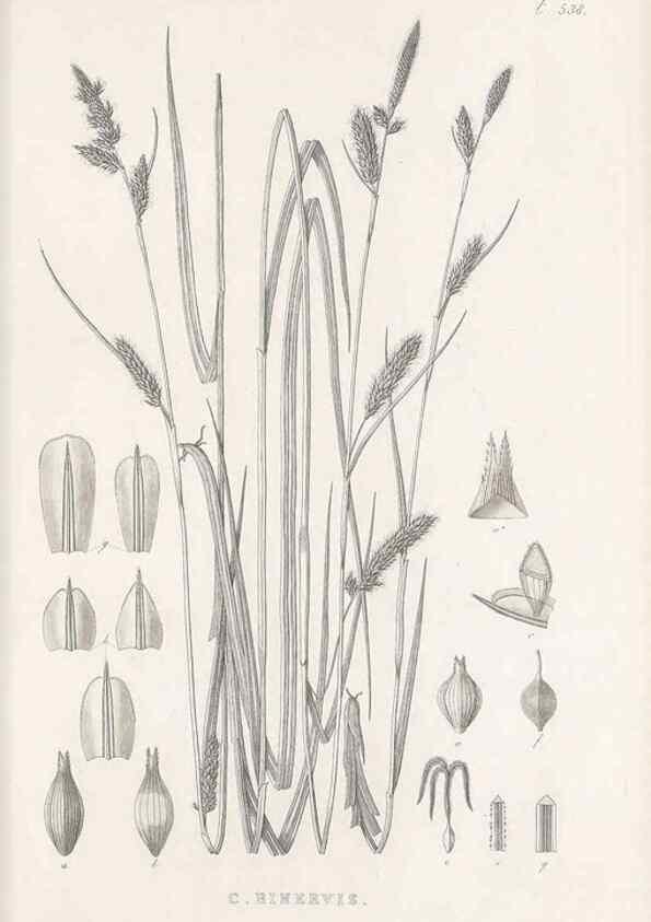 Reproducción/Reproduction 48683019838: Illustrations of the genus Carex. London :William Pamplin,1858-1867.. 