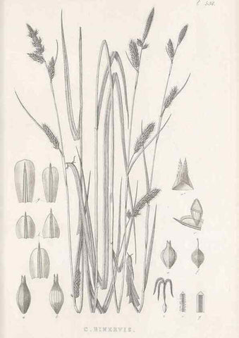 Reproducción/Reproduction 48683019838: Illustrations of the genus Carex. London :William Pamplin,1858-1867.. 