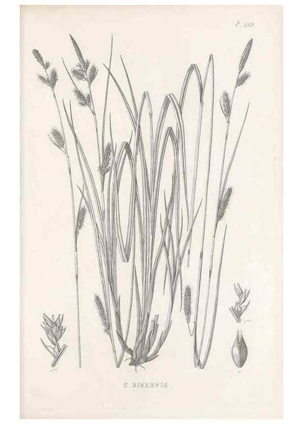 Reproducción/Reproduction 48683020153: Illustrations of the genus Carex. London :William Pamplin,1858-1867.. 