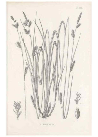 Reproducción/Reproduction 48683020153: Illustrations of the genus Carex. London :William Pamplin,1858-1867.. 