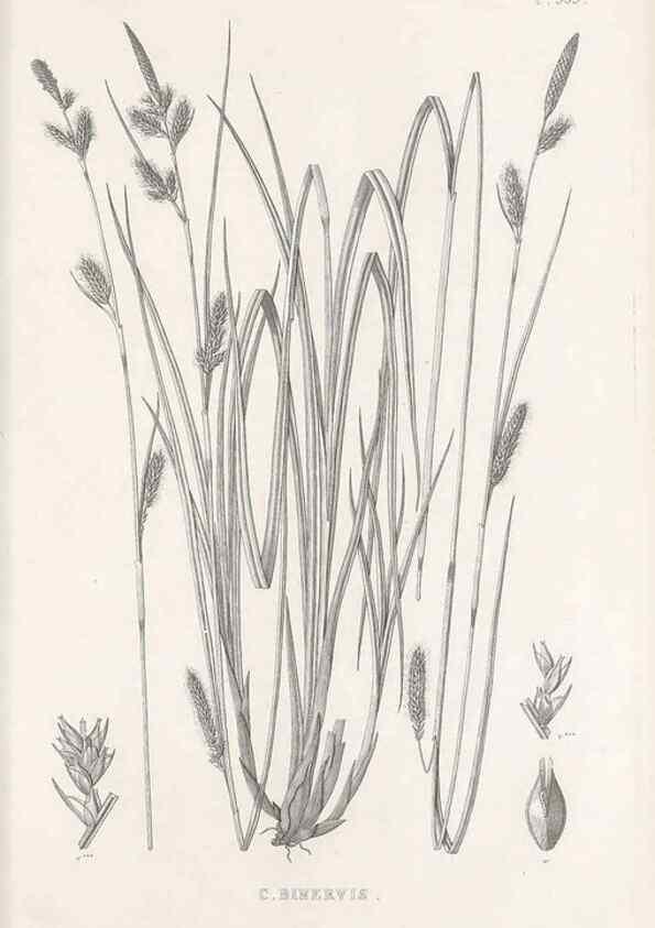 Reproducción/Reproduction 48683020153: Illustrations of the genus Carex. London :William Pamplin,1858-1867.. 