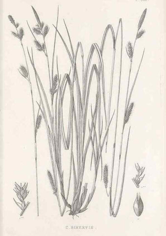 Reproducción/Reproduction 48683020153: Illustrations of the genus Carex. London :William Pamplin,1858-1867.. 
