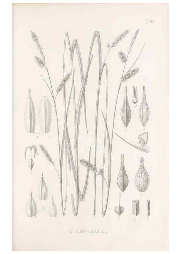 Reproducción/Reproduction 48683020458: Illustrations of the genus Carex. London :William Pamplin,1858-1867.. 