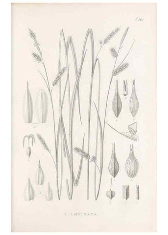 Reproducción/Reproduction 48683020458: Illustrations of the genus Carex. London :William Pamplin,1858-1867.. 
