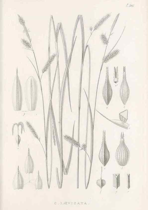 Reproducción/Reproduction 48683020458: Illustrations of the genus Carex. London :William Pamplin,1858-1867.. 