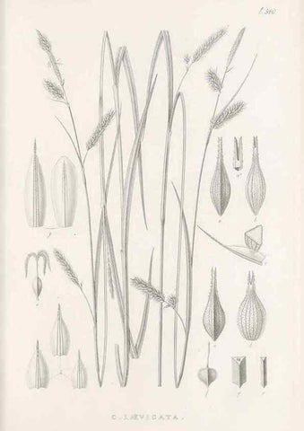 Reproducción/Reproduction 48683020458: Illustrations of the genus Carex. London :William Pamplin,1858-1867.. 
