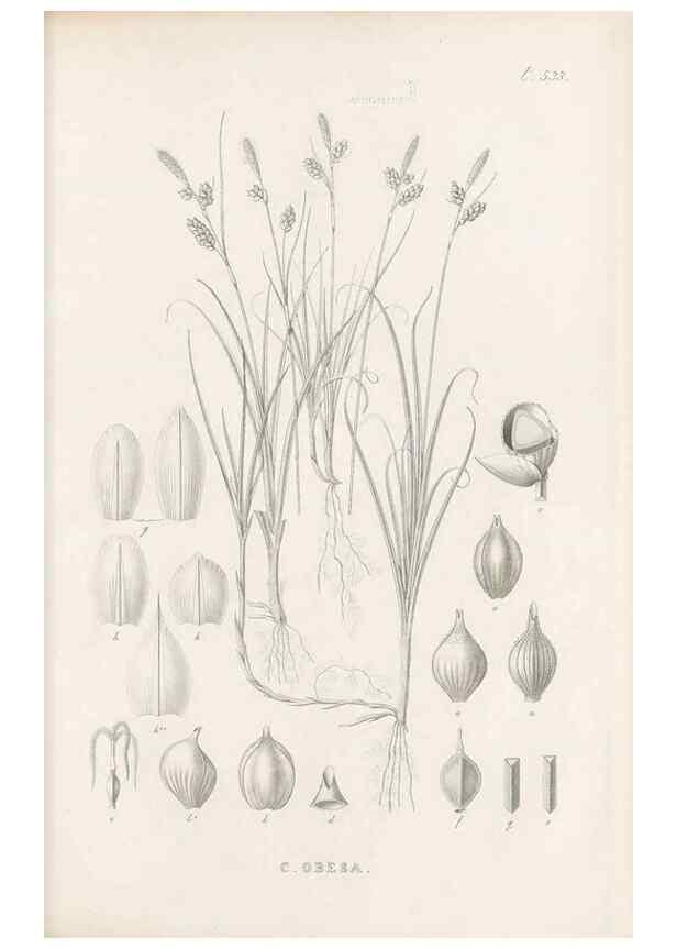 Reproducción/Reproduction 48683357586: Illustrations of the genus Carex. London :William Pamplin,1858-1867.. 