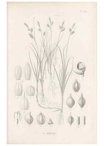 Reproducción/Reproduction 48683357586: Illustrations of the genus Carex. London :William Pamplin,1858-1867.. 