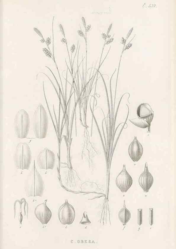Reproducción/Reproduction 48683357586: Illustrations of the genus Carex. London :William Pamplin,1858-1867.. 
