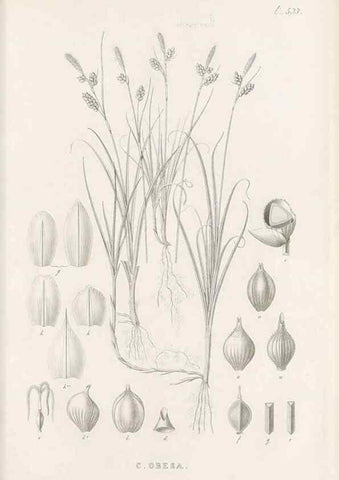 Reproducción/Reproduction 48683357586: Illustrations of the genus Carex. London :William Pamplin,1858-1867.. 
