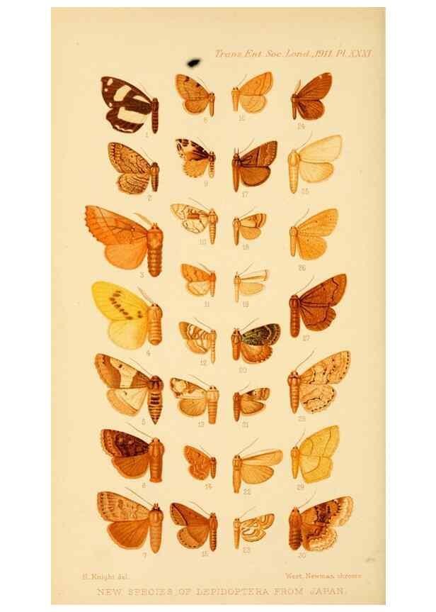 Reproducción/Reproduction 48683757251: Transactions of the Entomological Society of London.. London,The Society.. 