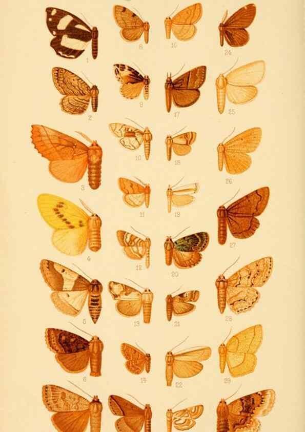Reproducción/Reproduction 48683757251: Transactions of the Entomological Society of London.. London,The Society.. 