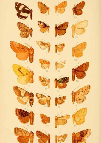 Reproducción/Reproduction 48683757251: Transactions of the Entomological Society of London.. London,The Society.. 