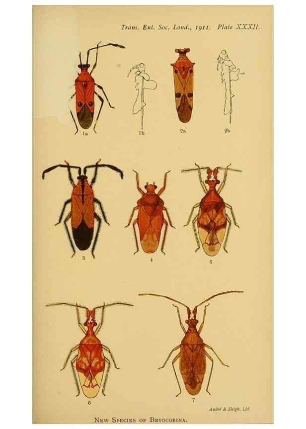Reproducción/Reproduction 48683757656: Transactions of the Entomological Society of London.. London,The Society.. 