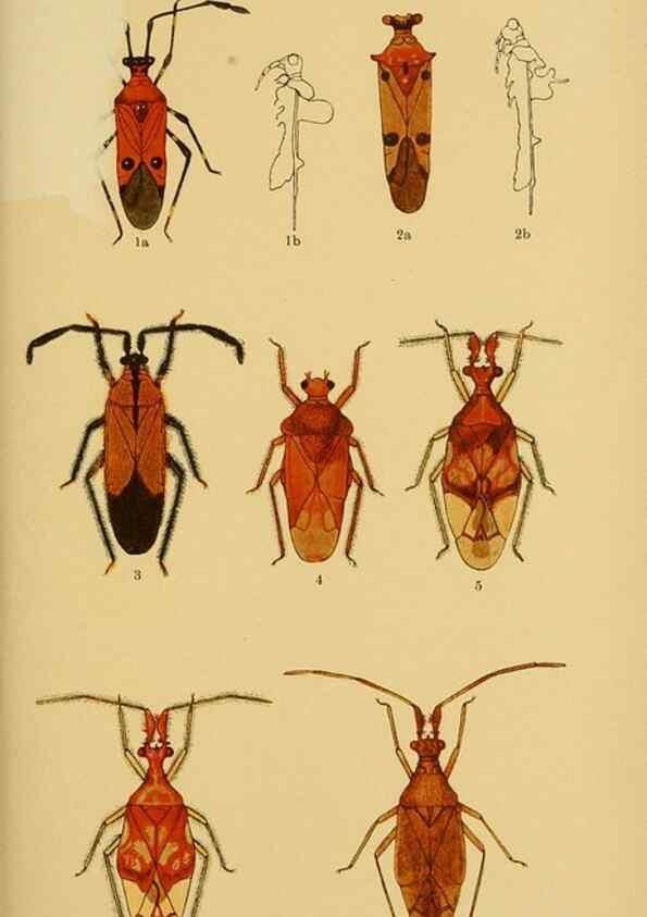 Reproducción/Reproduction 48683757656: Transactions of the Entomological Society of London.. London,The Society.. 