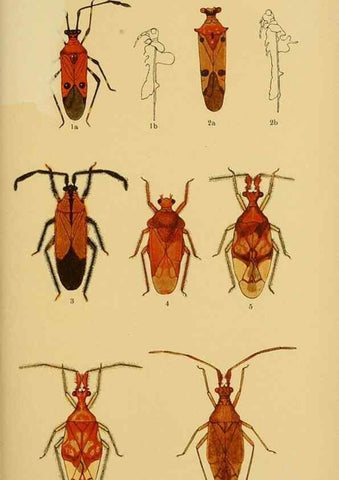 Reproducción/Reproduction 48683757656: Transactions of the Entomological Society of London.. London,The Society.. 