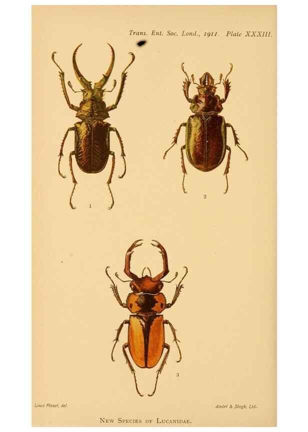 Reproducción/Reproduction 48683931622: Transactions of the Entomological Society of London.. London,The Society.. 