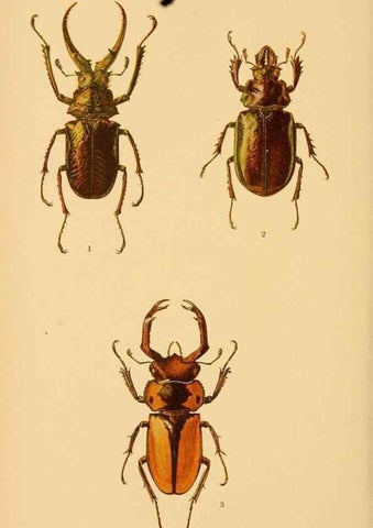 Reproducción/Reproduction 48683931622: Transactions of the Entomological Society of London.. London,The Society.. 