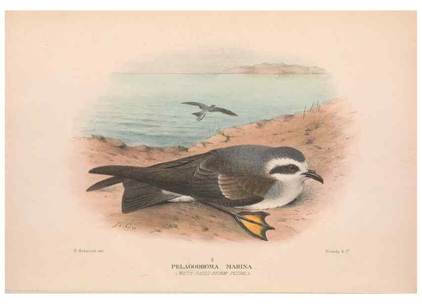 Reproducción/Reproduction 48683959693: The Birds of Australia. London :Witherby & Co.,1910-1927.. 