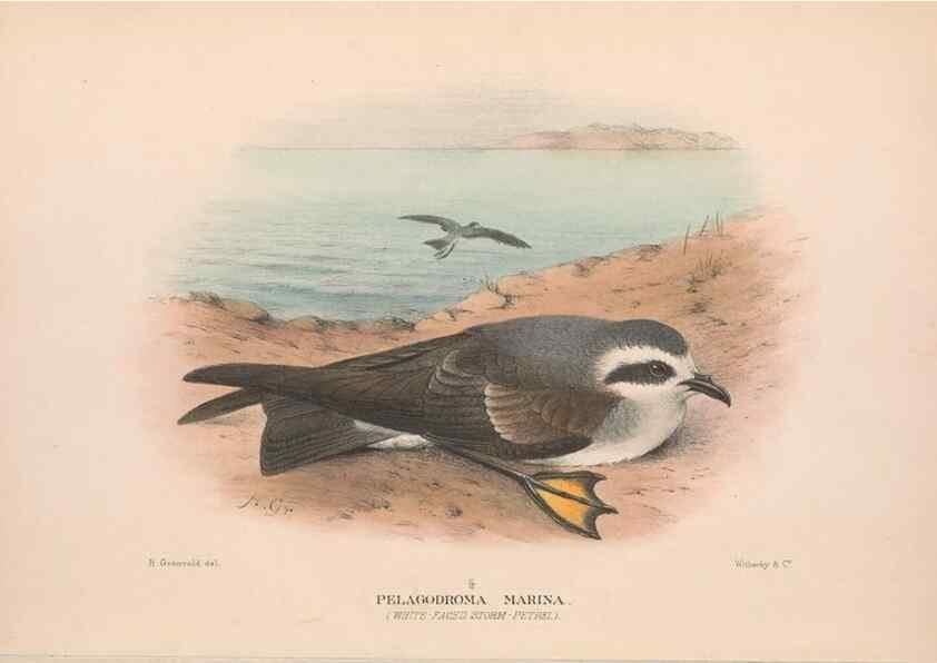 Reproducción/Reproduction 48683959693: The Birds of Australia. London :Witherby & Co.,1910-1927.. 