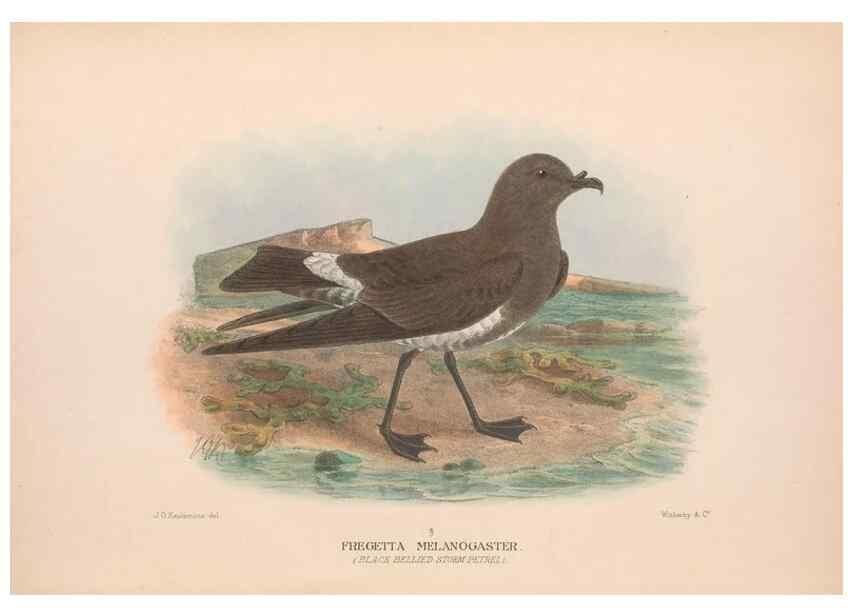 Reproducción/Reproduction 48683960068: The Birds of Australia. London :Witherby & Co.,1910-1927.. 