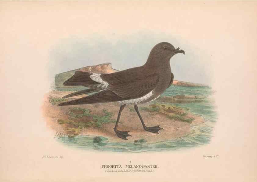 Reproducción/Reproduction 48683960068: The Birds of Australia. London :Witherby & Co.,1910-1927.. 