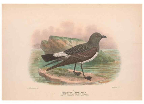 Reproducción/Reproduction 48684298546: The Birds of Australia. London :Witherby & Co.,1910-1927.. 