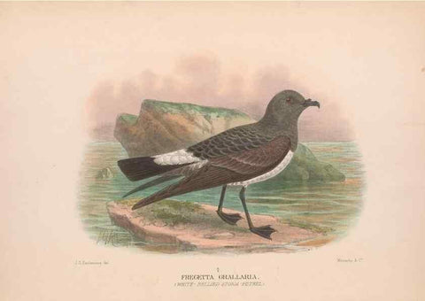 Reproducción/Reproduction 48684298546: The Birds of Australia. London :Witherby & Co.,1910-1927.. 