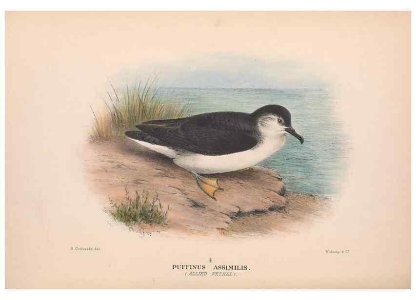 Reproducción/Reproduction 48684298961: The Birds of Australia. London :Witherby & Co.,1910-1927.. 