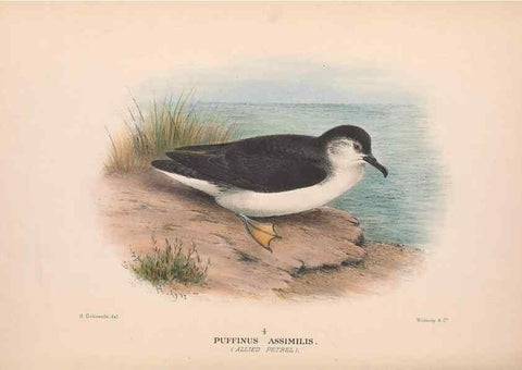 Reproducción/Reproduction 48684298961: The Birds of Australia. London :Witherby & Co.,1910-1927.. 