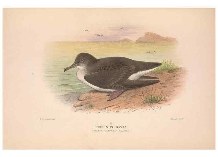 Reproducción/Reproduction 48684299391: The Birds of Australia. London :Witherby & Co.,1910-1927.. 