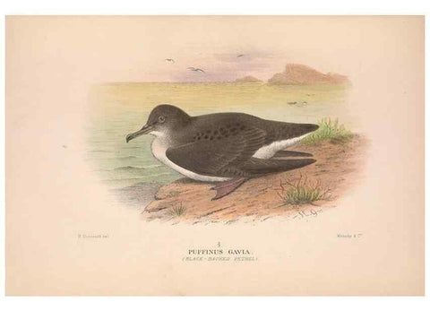 Reproducción/Reproduction 48684299391: The Birds of Australia. London :Witherby & Co.,1910-1927.. 