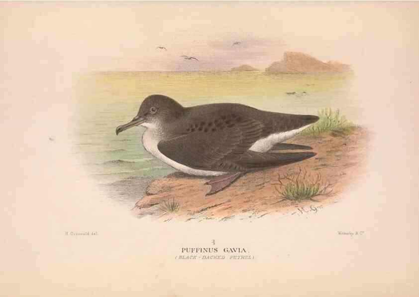 Reproducción/Reproduction 48684299391: The Birds of Australia. London :Witherby & Co.,1910-1927.. 