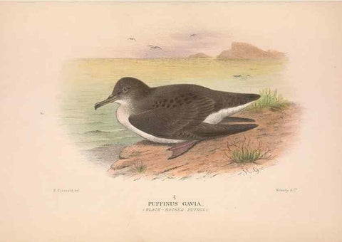 Reproducción/Reproduction 48684299391: The Birds of Australia. London :Witherby & Co.,1910-1927.. 