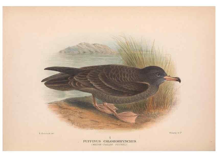 Reproducción/Reproduction 48683961353: The Birds of Australia. London :Witherby & Co.,1910-1927.. 