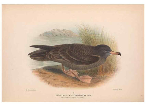 Reproducción/Reproduction 48683961353: The Birds of Australia. London :Witherby & Co.,1910-1927.. 