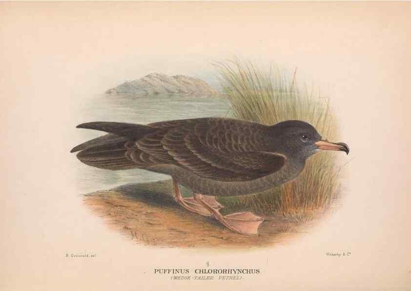 Reproducción/Reproduction 48683961353: The Birds of Australia. London :Witherby & Co.,1910-1927.. 