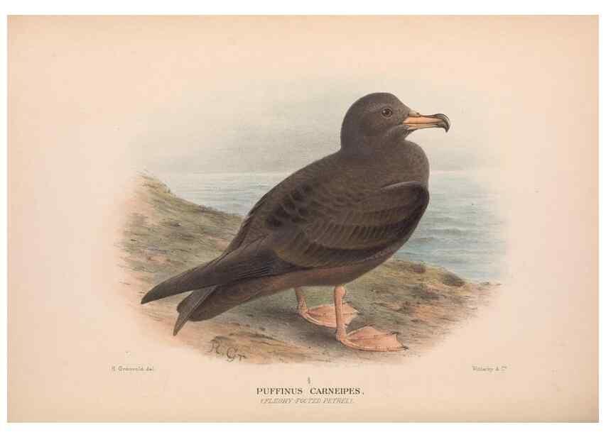 Reproducción/Reproduction 48684475682: The Birds of Australia. London :Witherby & Co.,1910-1927.. 