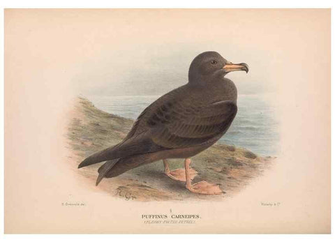 Reproducción/Reproduction 48684475682: The Birds of Australia. London :Witherby & Co.,1910-1927.. 