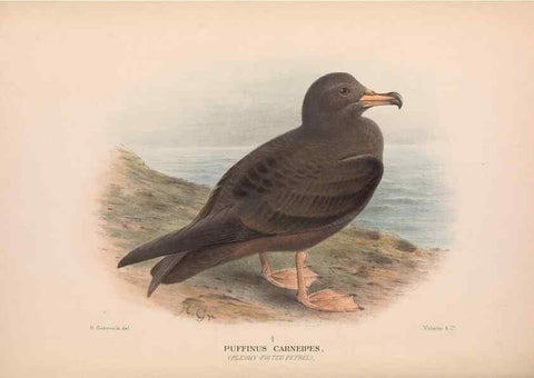 Reproducción/Reproduction 48684475682: The Birds of Australia. London :Witherby & Co.,1910-1927.. 